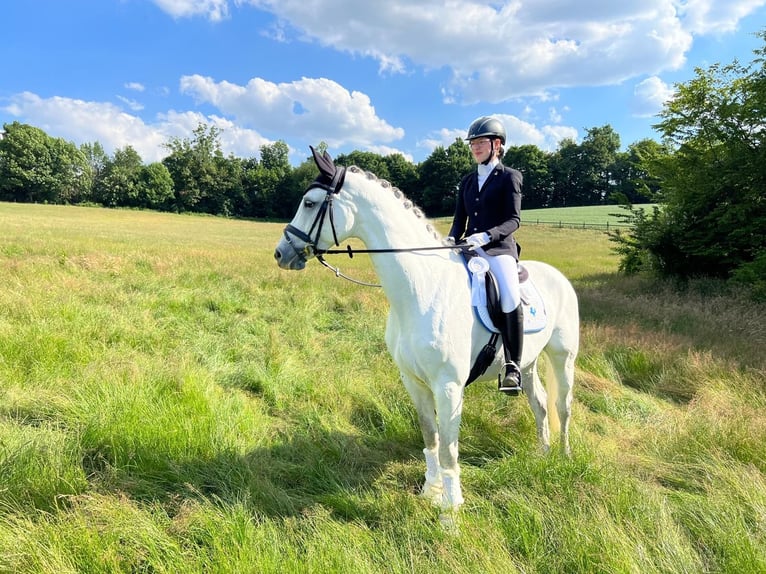 Westfaliano Giumenta 16 Anni 168 cm Grigio in Grevenbroich