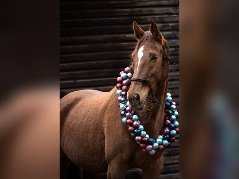 Westfaliano Giumenta 16 Anni 168 cm Sauro scuro in Versmold