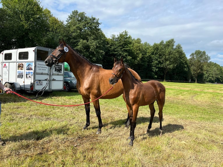 Westfaliano Giumenta 16 Anni 172 cm Baio in Attendorn