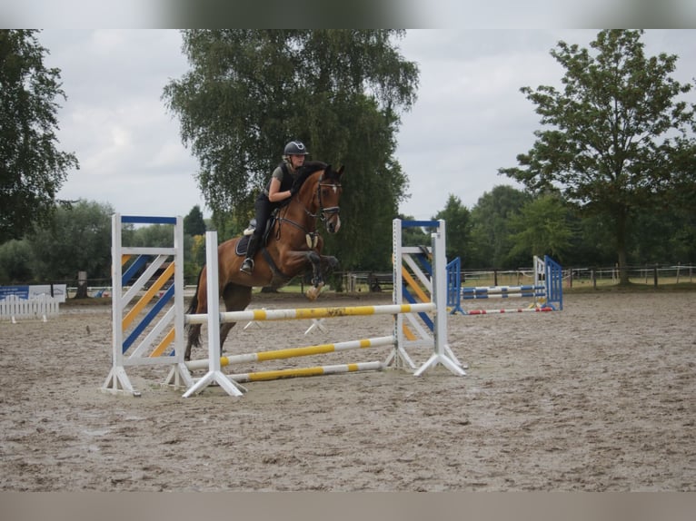 Westfaliano Giumenta 16 Anni 174 cm Baio in Ahlen