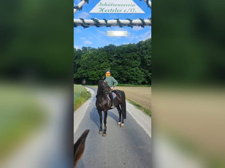 Westfaliano Giumenta 16 Anni 174 cm Baio scuro in Coesfeld