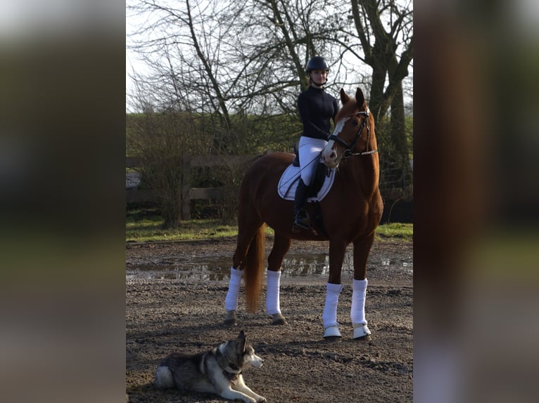 Westfaliano Giumenta 16 Anni 174 cm Sauro in Rhauderfehn