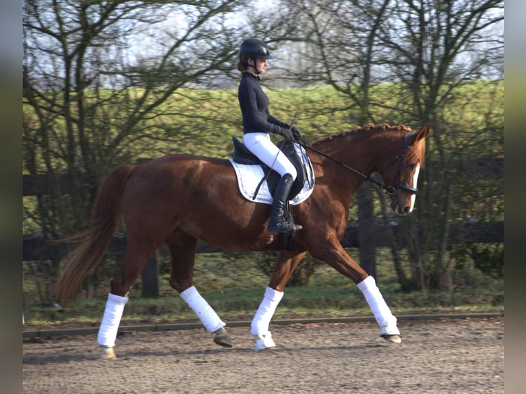 Westfaliano Giumenta 16 Anni 174 cm Sauro in Rhauderfehn