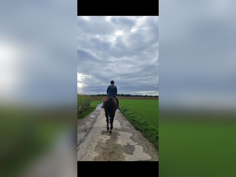 Westfaliano Giumenta 16 Anni 175 cm Baio in Br&#xFC;ggen