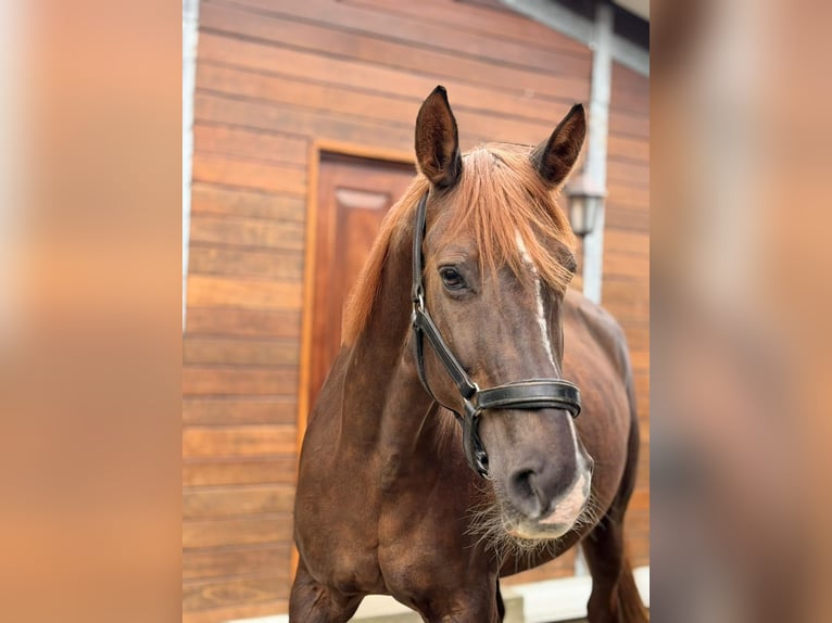 Westfaliano Giumenta 16 Anni 178 cm Sauro in Gelsenkirchen