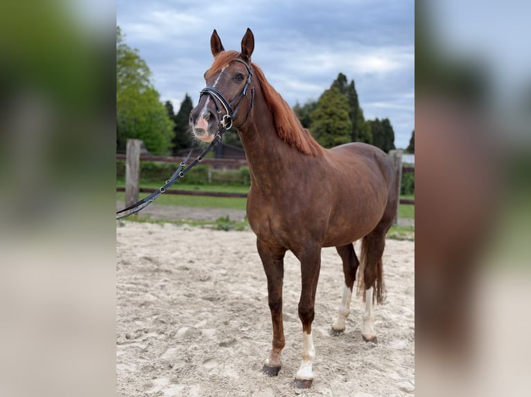 Westfaliano Giumenta 16 Anni 178 cm Sauro in Gelsenkirchen