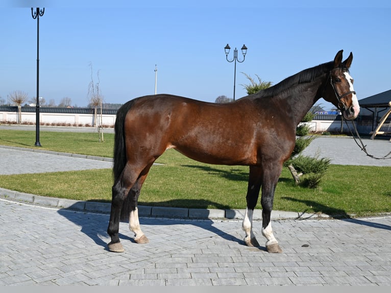 Westfaliano Giumenta 16 Anni Baio ciliegia in Jeżów