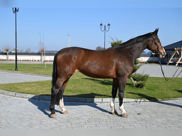 Westfaliano Giumenta 16 Anni Baio ciliegia in Jeżów