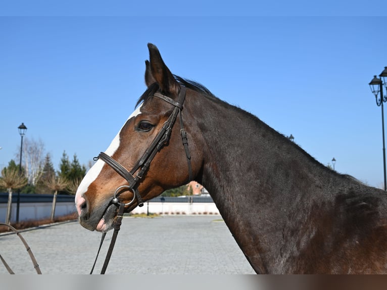 Westfaliano Giumenta 16 Anni Baio ciliegia in Jeżów