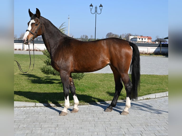 Westfaliano Giumenta 16 Anni Baio ciliegia in Jeżów