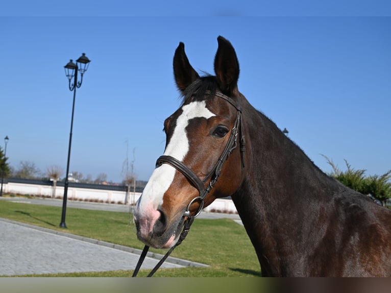 Westfaliano Giumenta 16 Anni Baio ciliegia in Jeżów