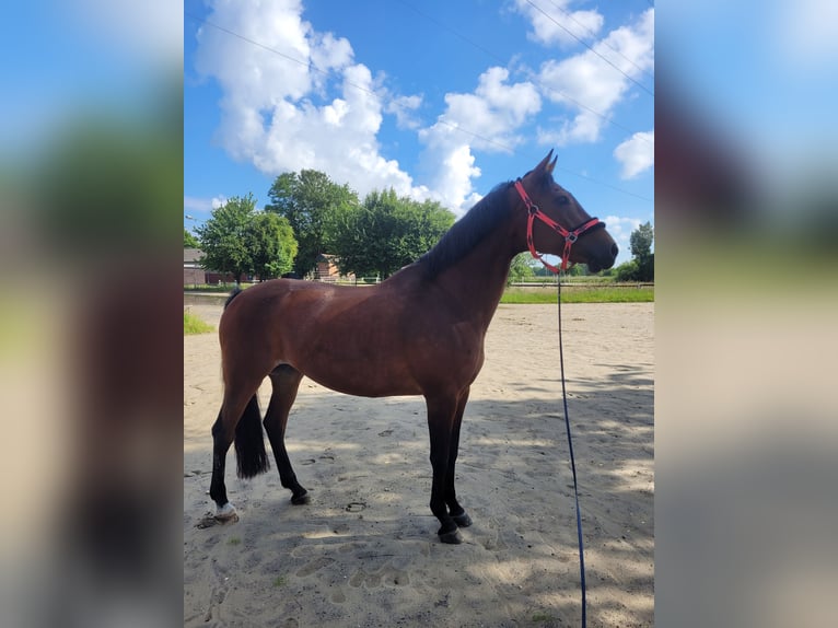 Westfaliano Giumenta 17 Anni 163 cm Baio in Hünxe