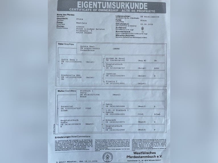 Westfaliano Giumenta 17 Anni 165 cm Baio in Sendenhorst