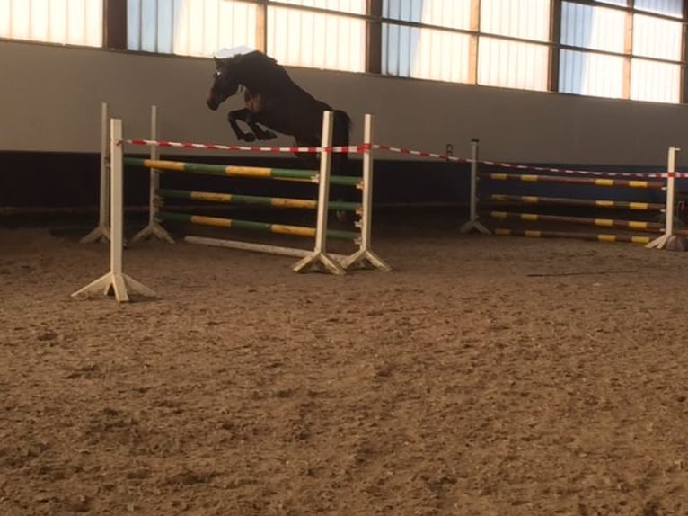 Westfaliano Giumenta 17 Anni 165 cm Baio in Sendenhorst