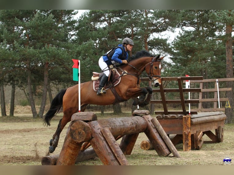 Westfaliano Giumenta 17 Anni 165 cm Baio in Neewiller-près-Lauterbourg