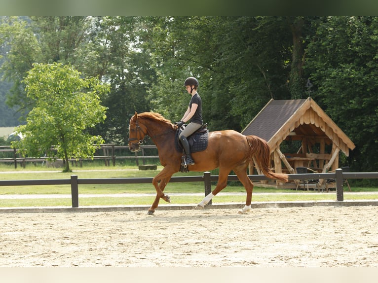 Westfaliano Giumenta 17 Anni 165 cm Sauro in Gescher