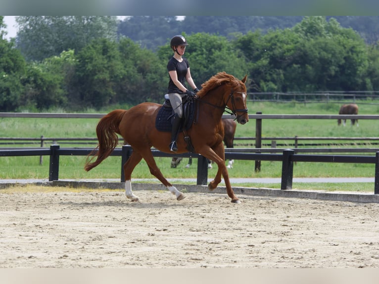Westfaliano Giumenta 17 Anni 165 cm Sauro in Gescher