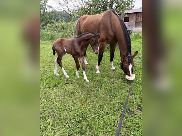 Westfaliano Giumenta 17 Anni 168 cm Baio in Versmold