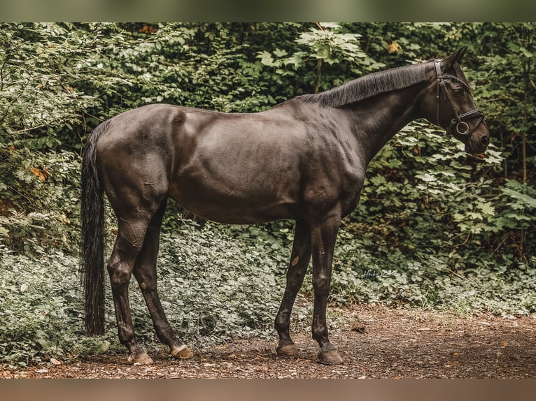 Westfaliano Giumenta 17 Anni 170 cm Baio scuro in Schmelz