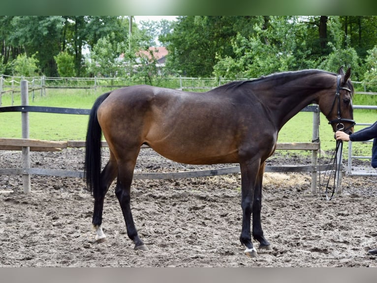 Westfaliano Giumenta 17 Anni 170 cm Baio scuro in Ahaus