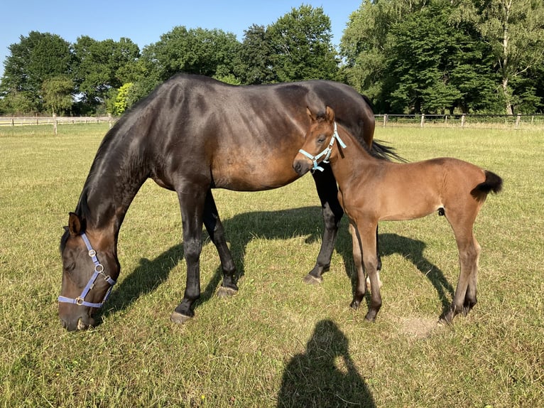 Westfaliano Giumenta 17 Anni 172 cm Baio nero in Münster