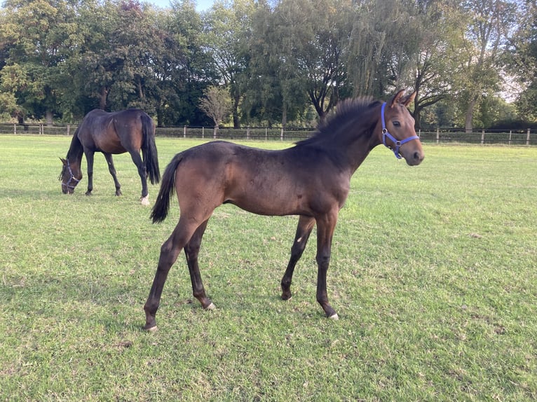 Westfaliano Giumenta 17 Anni 172 cm Baio scuro in Münster