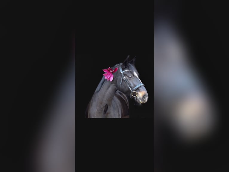 Westfaliano Giumenta 18 Anni 160 cm Baio scuro in Paderborn