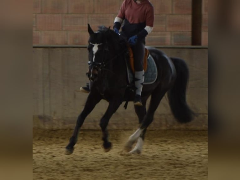 Westfaliano Giumenta 18 Anni 160 cm Baio scuro in Paderborn