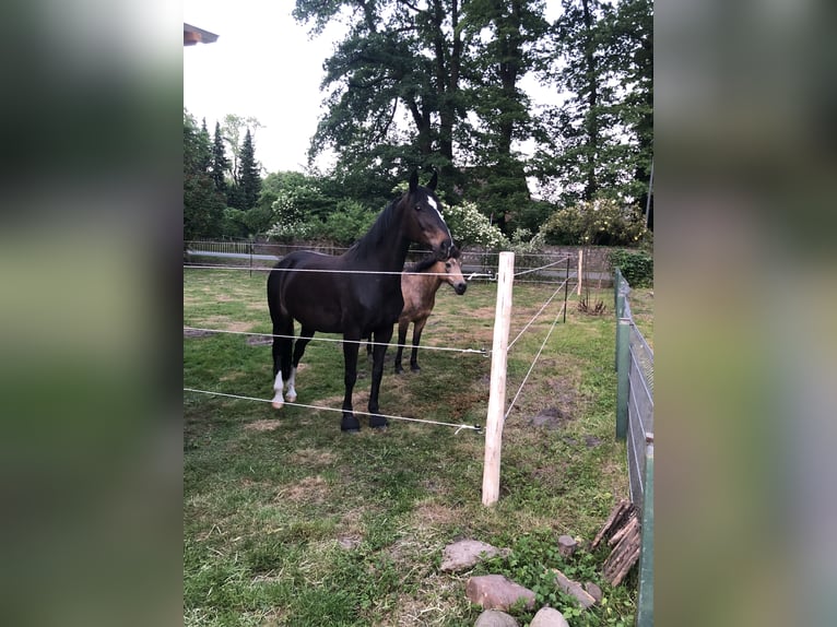 Westfaliano Giumenta 18 Anni 160 cm Baio scuro in Paderborn