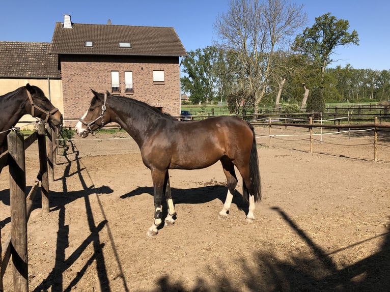 Westfaliano Giumenta 18 Anni 164 cm Baio in Nettetal