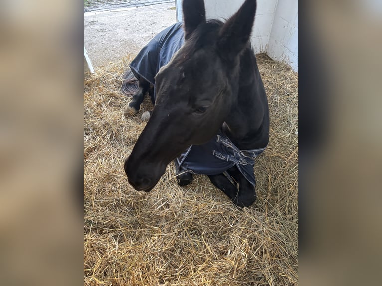 Westfaliano Giumenta 18 Anni 165 cm Morello in KleinblittersdorfKleinblittersdorf