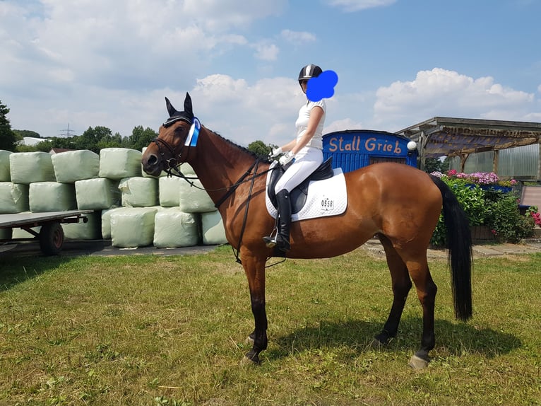 Westfaliano Giumenta 18 Anni 168 cm Baio in Dortmund