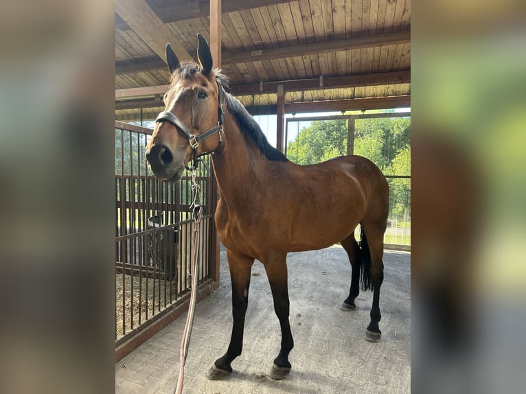 Westfaliano Giumenta 18 Anni 168 cm Baio in Braunfels