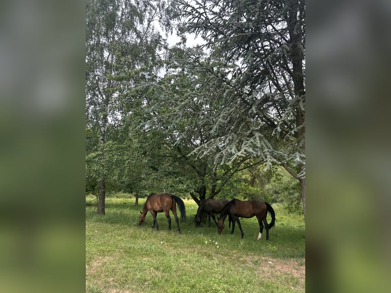 Westfaliano Giumenta 18 Anni 168 cm Baio in Braunfels