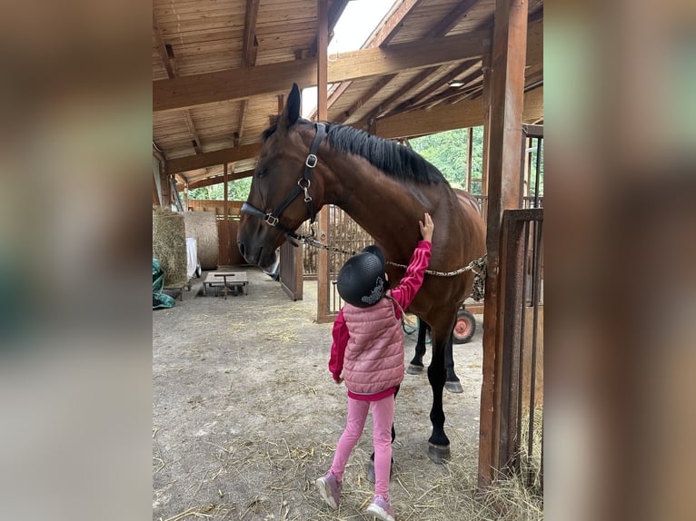 Westfaliano Giumenta 18 Anni 168 cm Baio in Braunfels