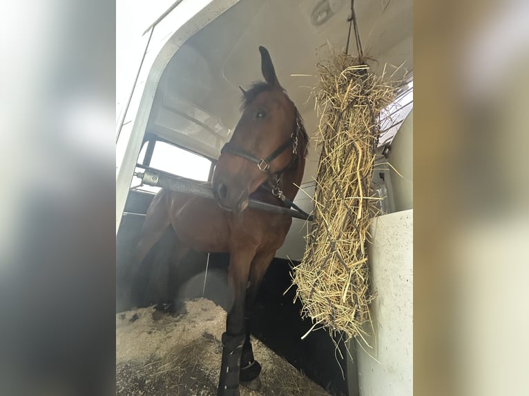 Westfaliano Giumenta 18 Anni 168 cm Baio in Braunfels