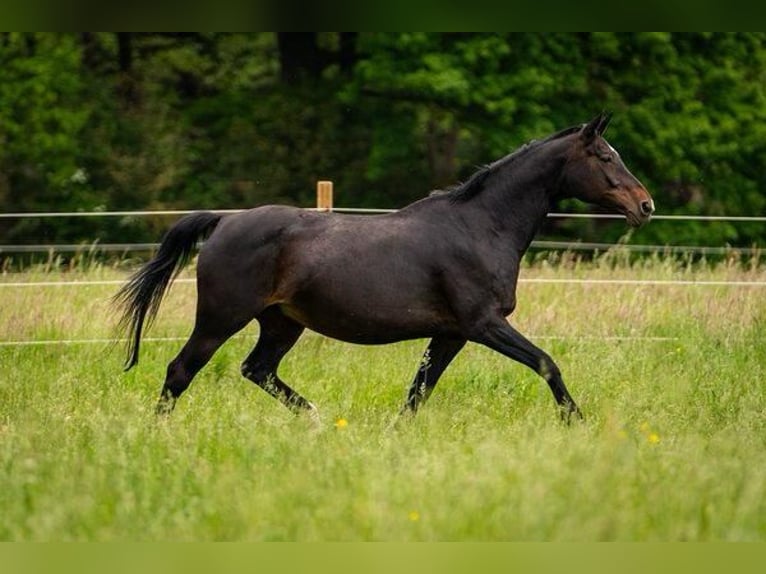 Westfaliano Giumenta 18 Anni 169 cm Baio nero in Langerwehe