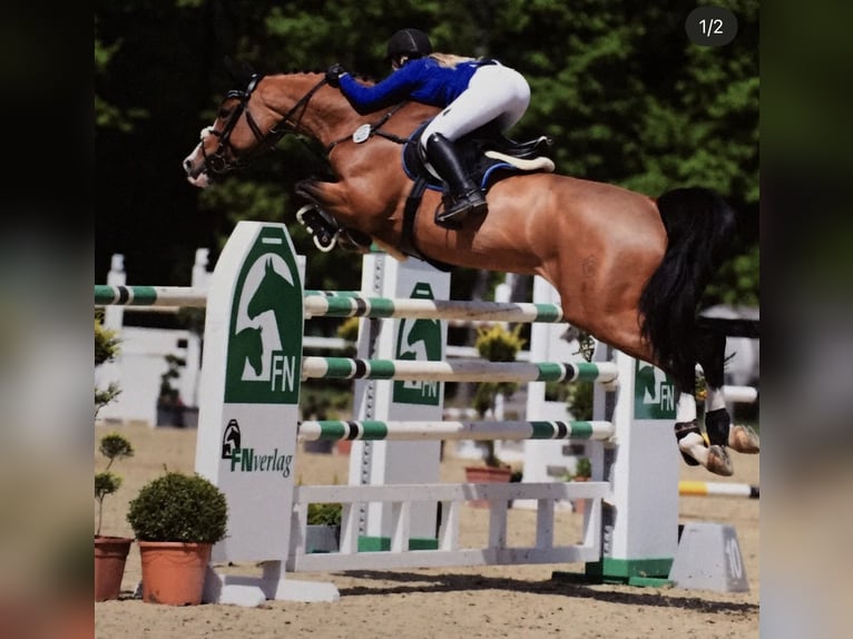 Westfaliano Giumenta 18 Anni 170 cm Baio in Lindlar