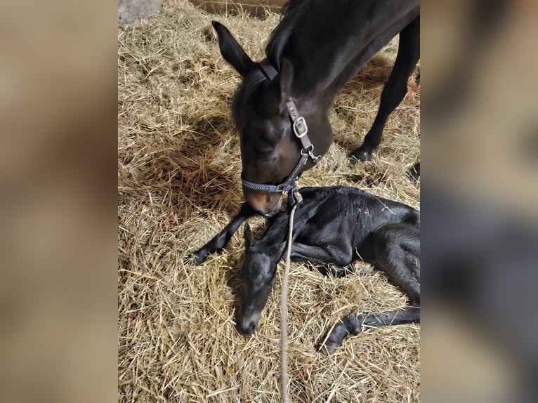 Westfaliano Giumenta 18 Anni 170 cm Baio nero in Essen