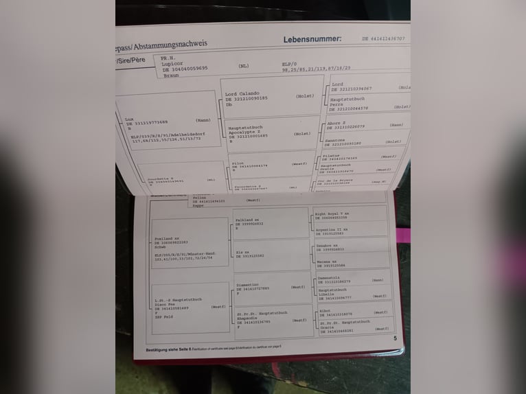 Westfaliano Giumenta 18 Anni 170 cm Sauro in Warendorf