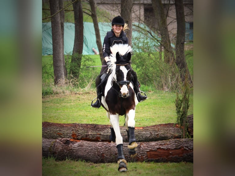 Westfaliano Giumenta 18 Anni 174 cm Pezzato in Korntal-Münchingen