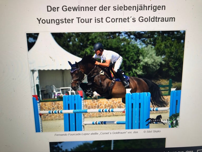 Westfaliano Giumenta 19 Anni 164 cm Morello in Langenberg