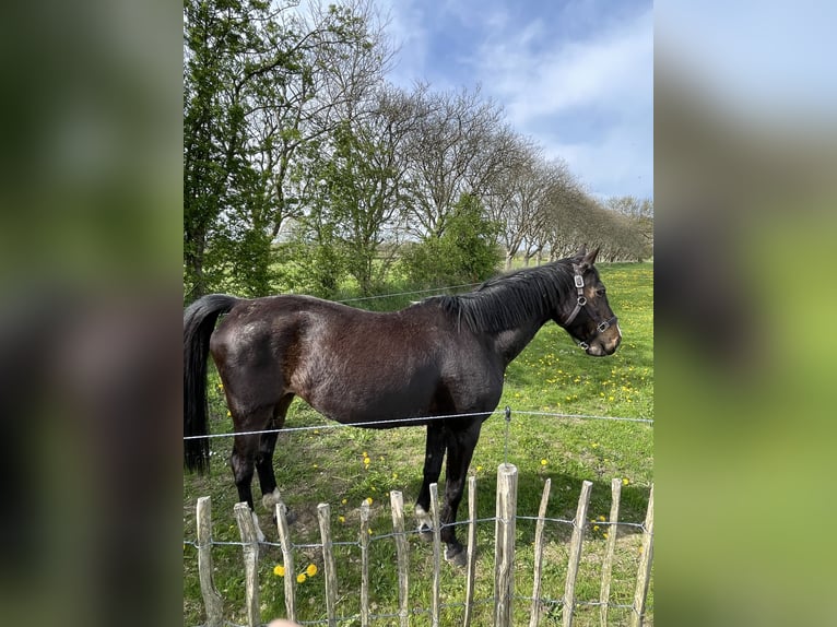 Westfaliano Giumenta 19 Anni 165 cm Baio in Norstedt