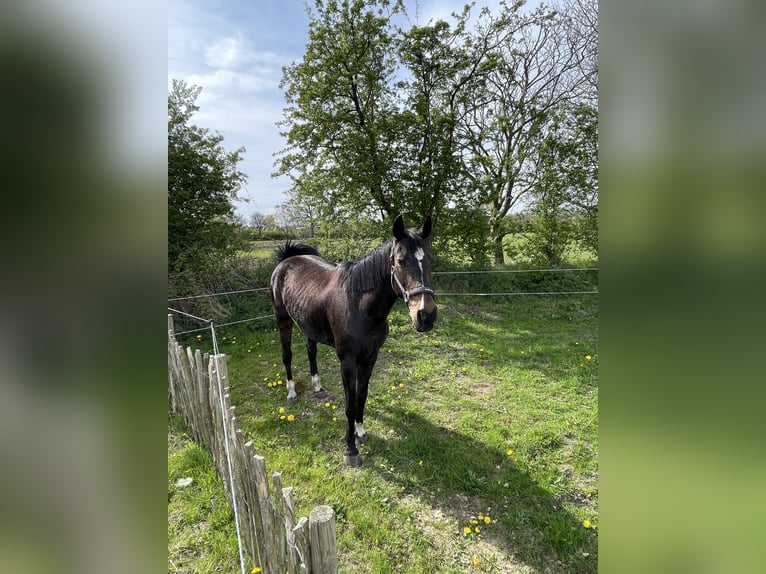 Westfaliano Giumenta 19 Anni 165 cm Baio in Norstedt