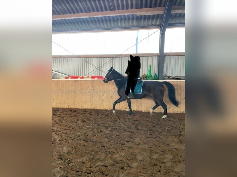 Westfaliano Giumenta 19 Anni 165 cm Baio in Norstedt