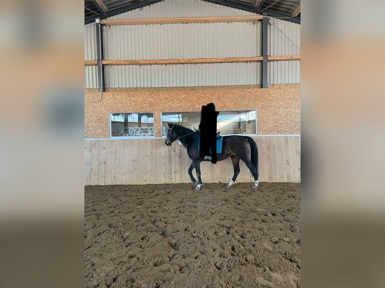 Westfaliano Giumenta 19 Anni 165 cm Baio in Norstedt