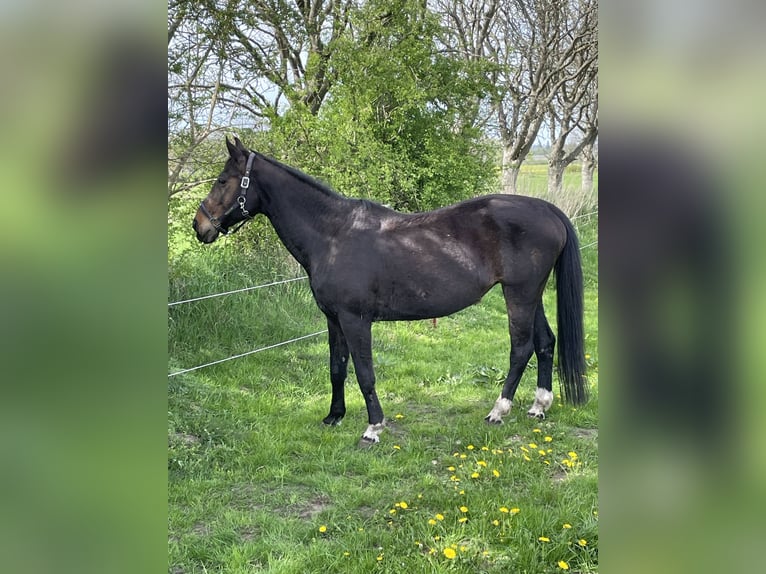 Westfaliano Giumenta 19 Anni 165 cm Baio in Norstedt