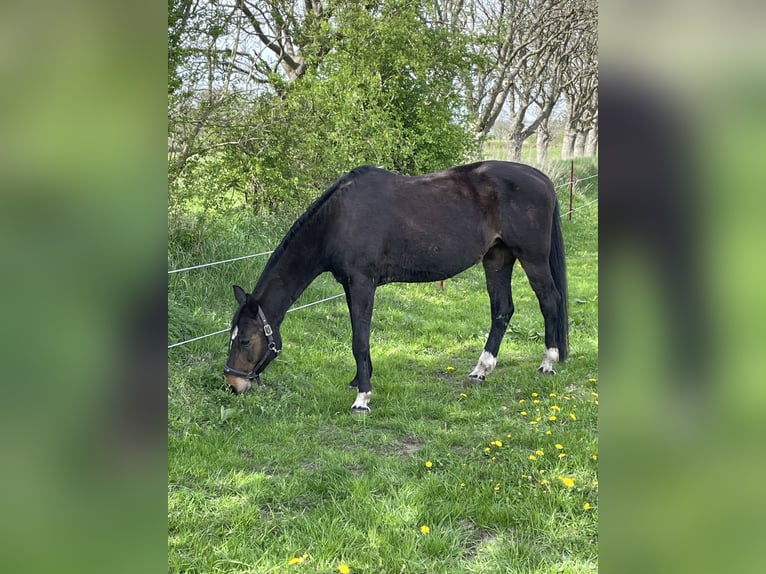 Westfaliano Giumenta 19 Anni 165 cm Baio in Norstedt