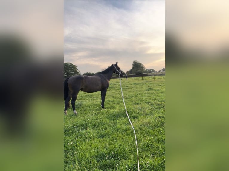 Westfaliano Giumenta 19 Anni 165 cm Baio in Norstedt