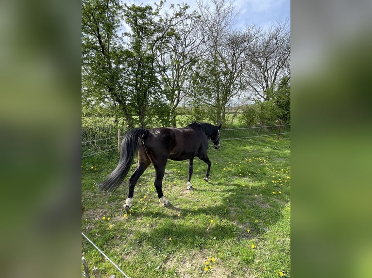 Westfaliano Giumenta 19 Anni 165 cm Baio in Norstedt